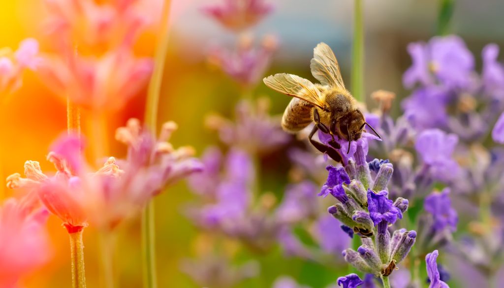 Der blühene Sommerlavendel lässt sich getrocknet ideal als Winterdekoration verwenden