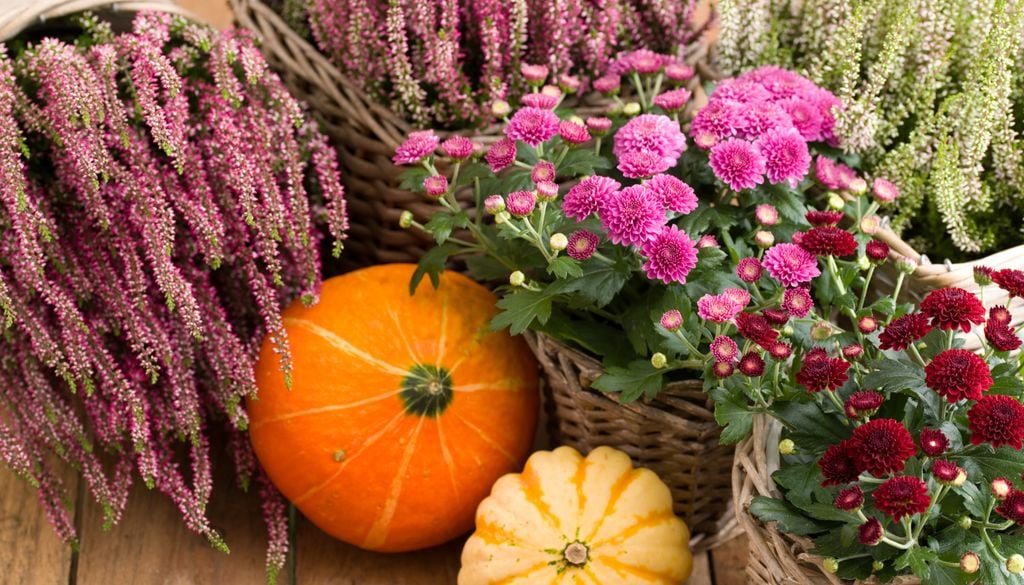 Die Bepflanzung muss nur ein wenig an die winterlichen Bedingungen angepasst werden