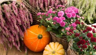 Frostfest und dekorativ: So gelingt die winterliche Bepflanzung von Blumenk&auml;sten
