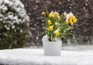 Frostwarnung nach Mega-Frühling- Experte erklärt 