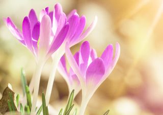 Wochenende: Sonne und bis 20°C. Der Frühling kommt und bleibt!