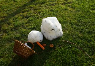 Frühling im November: Fällt der Winter aus?