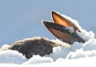 Kalter und später Frühling in Deutschland? Das ist die aktuelle Frühlingsprognose für unser Land! 