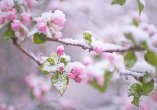 Schnee und Frost bis Mai: Fällt der Frühling dieses Jahr komplett aus? 