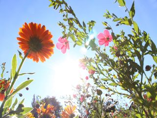 Frühlingsanfang 2019: Wie wird das Wetter im Frühling 2019?