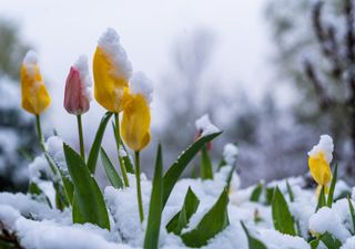 Schnee bis in die Niederungen: Morgen ist Frühlingsanfang!