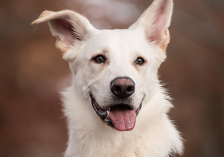 Heute ist Frühlingsanfang: Gibt´s Frühlingsgefühle auch bei Hunden und Katzen? Unsere Expertin kennt die Antwort!