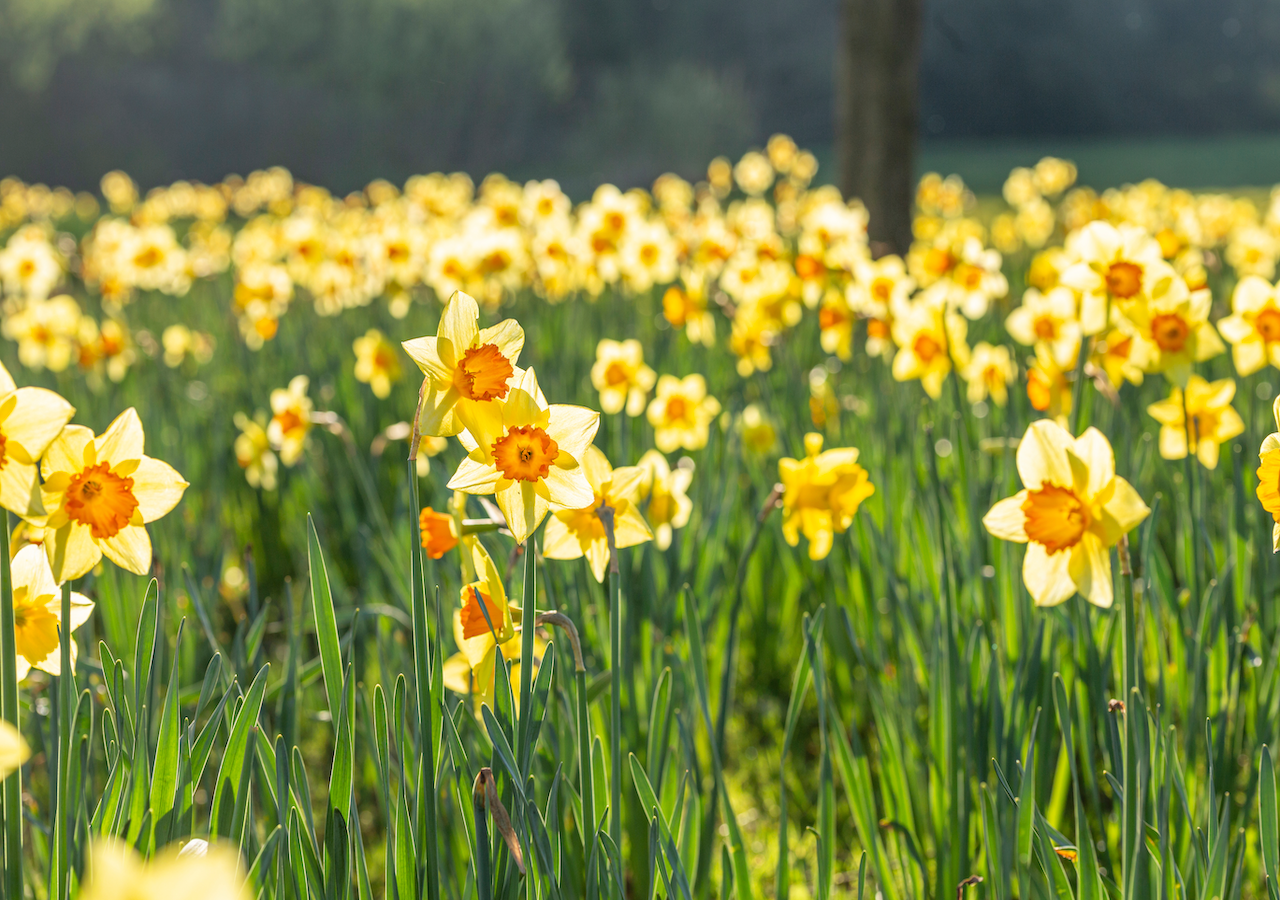 Frühlingserwachen dank Hoch Ingeborg in Deutschland mit 11 Stunden Sonnenschein und 20 Grad!
