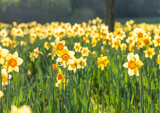 Sehr warmes Frühlingswochenende in Sicht – Sonne, 20 Grad! Aber Frostige Nächte und hohe Pollenbelastung erwarten uns