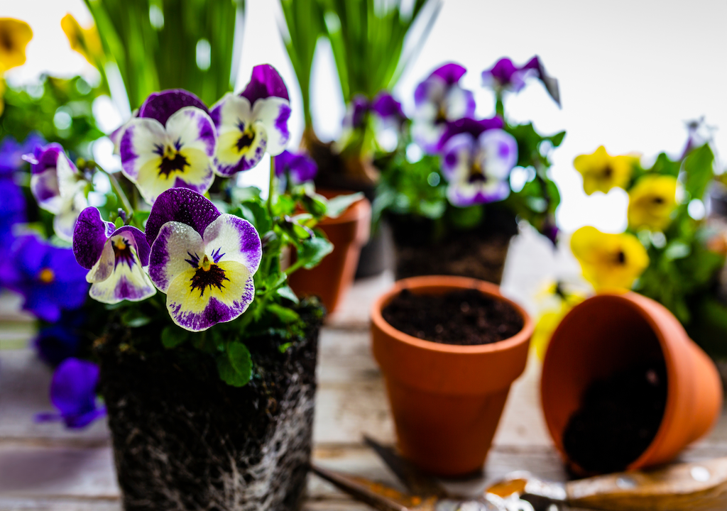 Wenn der Frost noch an den Fensterscheiben hängt, öffnen Stiefmütterchen ihre Blüten und schenken Garten, Balkon und Seele einen Hauch Frühling.