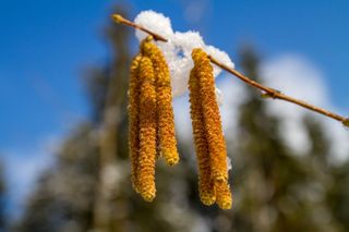 Frühling ausgebremst: Kältewelle mit Dauerfrost steht bevor