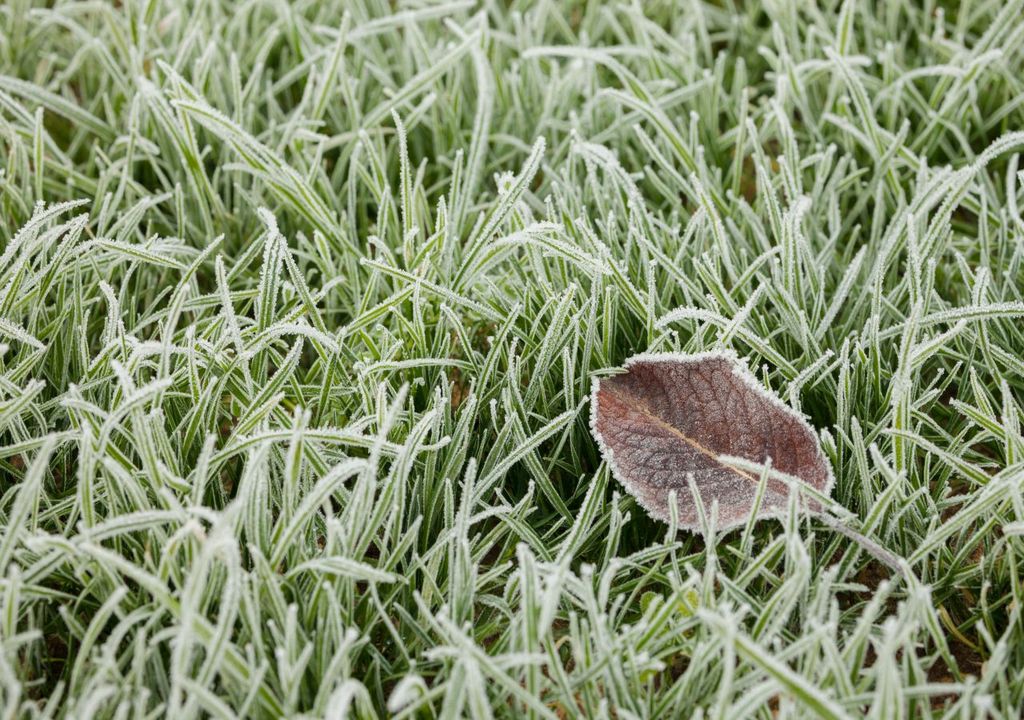 frost, wetter, kalt frost, wetter, kalt