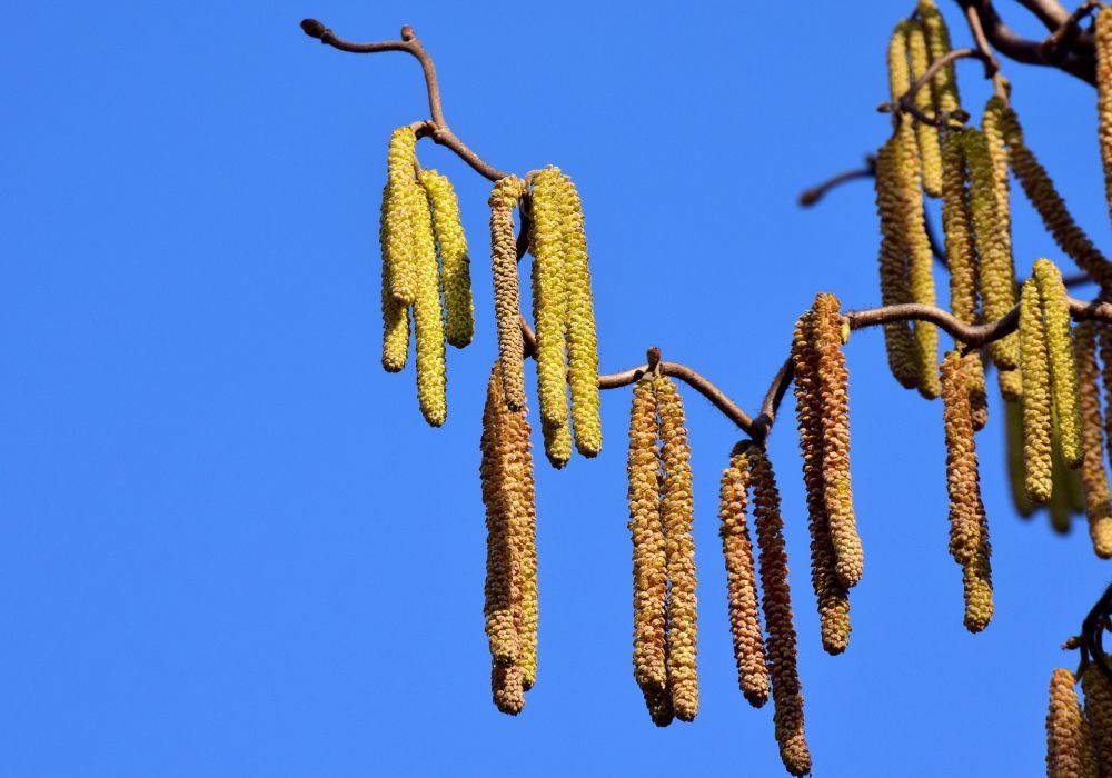 Durch das trockene und sonnige Wetter nimmt der Pollenflug in den kommenden Tagen stark zu.