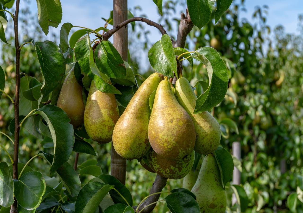A colheita de pera rocha dos associados da Associação Nacional de Produtores de Pera Rocha (ANP) foi de cerca de 116 mil toneladas este ano, cerca de metade da colheita registada em 2021.