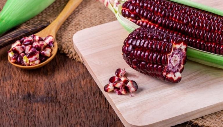 Fruta nativa da Am&eacute;rica do Sul, milho roxo rompe fronteiras e ganha espa&ccedil;o na Amaz&ocirc;nia