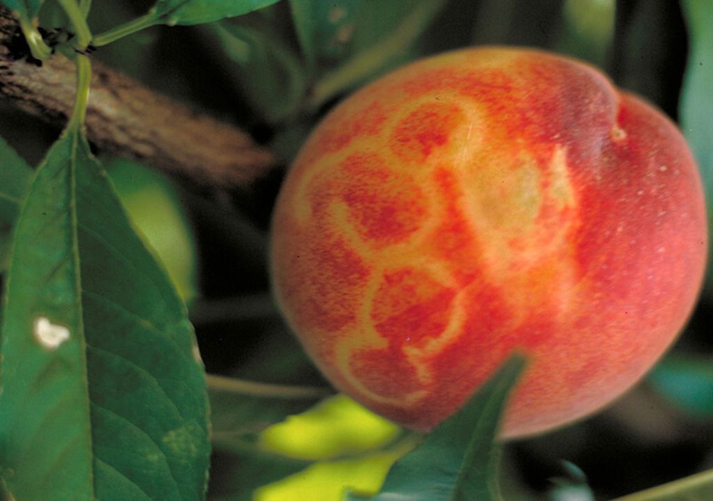 Durazno infectado con PPV