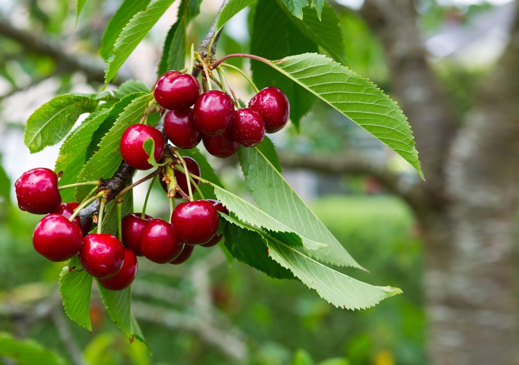 cereza cereza