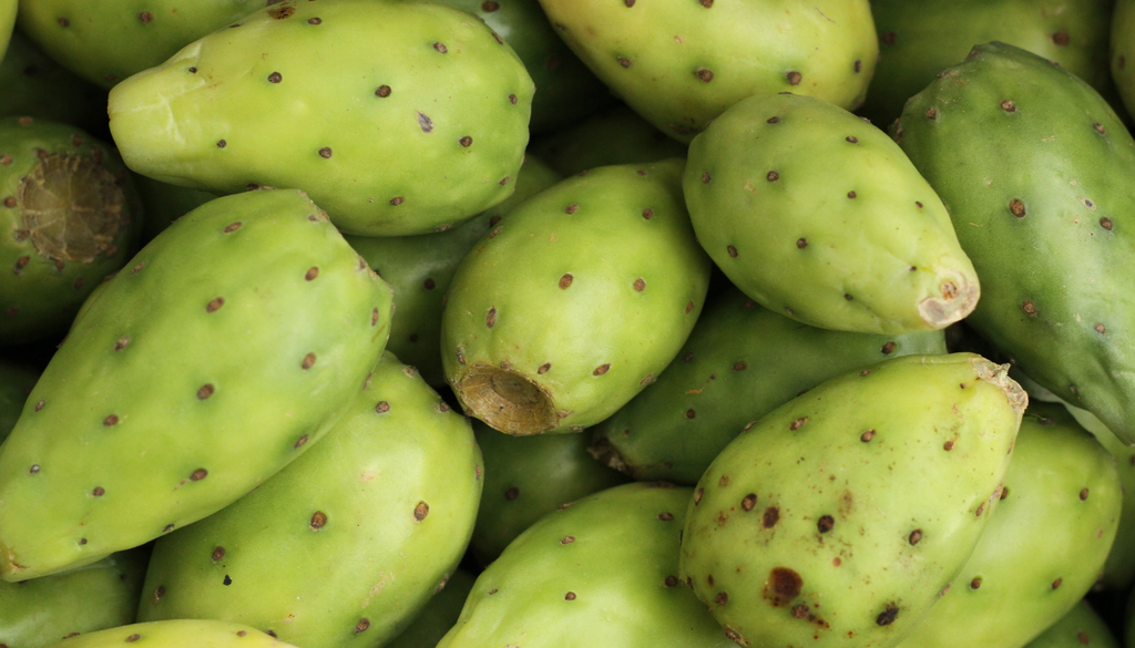 Las tunas vienen en varios colores, no solo verde y rojo. También hay amarillas, anaranjadas y moradas, cada una con su propio nivel de dulzor y acidez. Las tunas vienen en varios colores, no solo verde y rojo. También hay amarillas, anaranjadas y moradas, cada una con su propio nivel de dulzor y acidez.