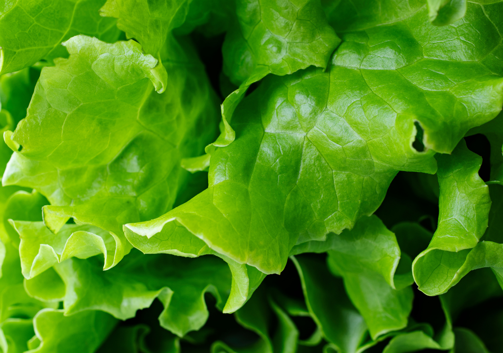 Lechuga Lechuga