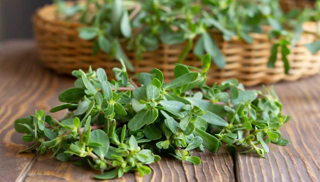 Las verdolagas son una fuente excelente de hierro, y además de ser muy saludables, dan mayor saciedad y quedan de lujo en varios guisos mexicanos. Las verdolagas son una fuente excelente de hierro, y además de ser muy saludables, dan mayor saciedad y quedan de lujo en varios guisos mexicanos.