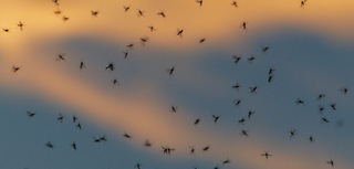 Las fuentes y alcantarillas influyen en la presencia de mosquitos en áreas urbanas
