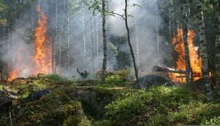 La fum&eacute;e &eacute;paisse, provoqu&eacute;e par les incendies, peut refroidir la plan&egrave;te &agrave; court terme