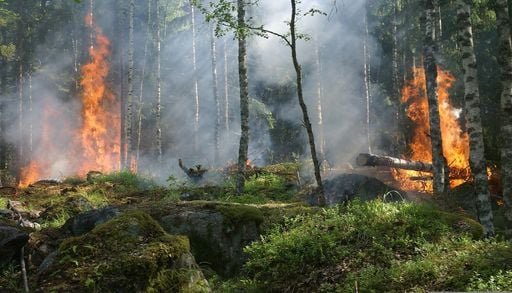 La fum&eacute;e &eacute;paisse, provoqu&eacute;e par les incendies, peut refroidir la plan&egrave;te &agrave; court terme