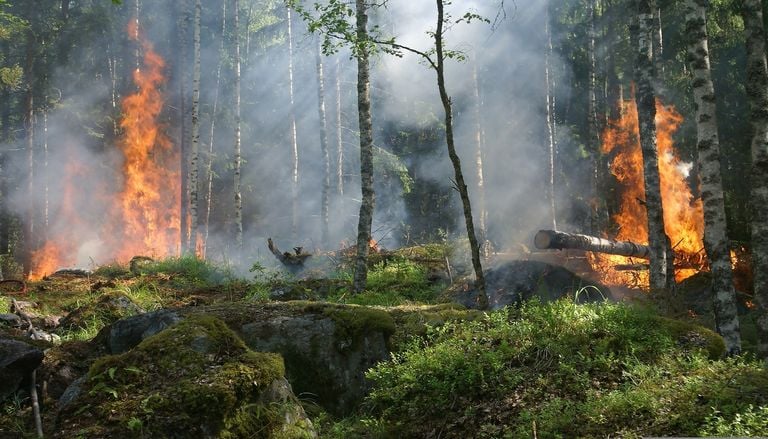 La fum&eacute;e &eacute;paisse, provoqu&eacute;e par les incendies, peut refroidir la plan&egrave;te &agrave; court terme