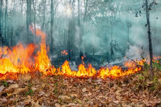 Fumo de incêndios pode afetar saúde respiratória de crianças