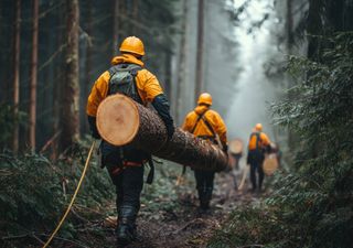 Fundo Ambiental liberta seis milhões de euros para limpeza dos terrenos. “Floresta Ativa” garante até 800€/hectare