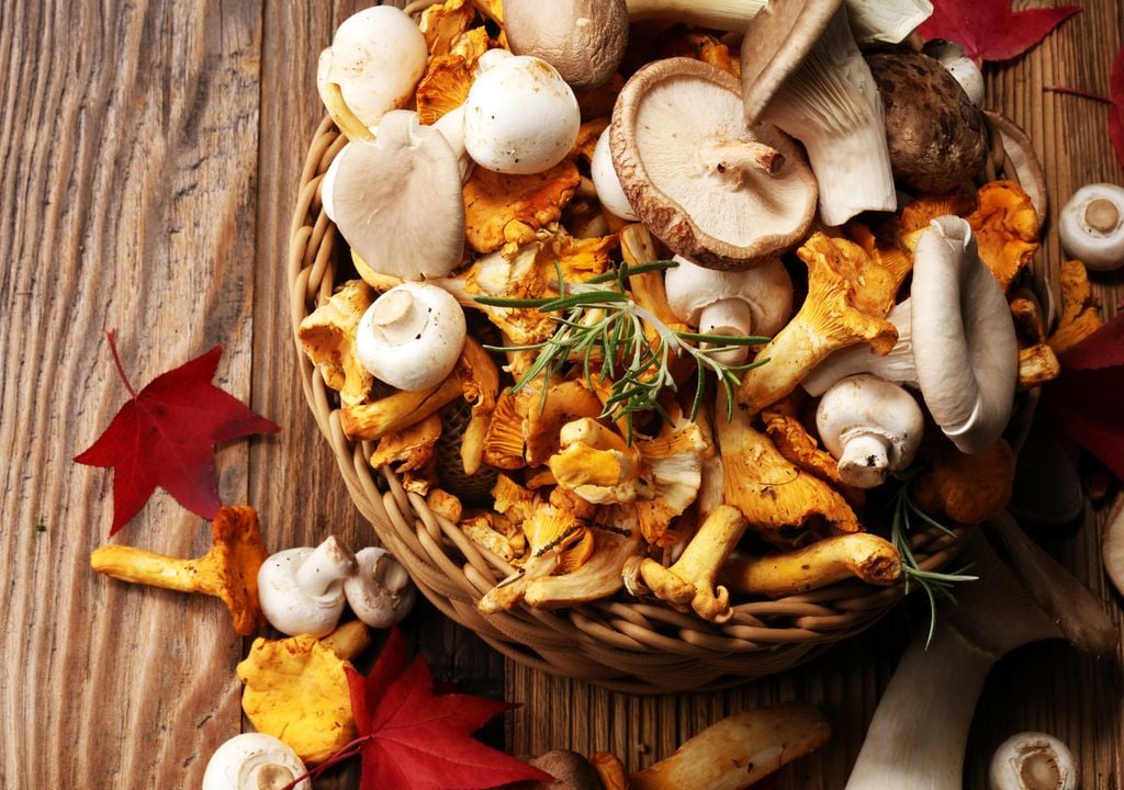 funghi, foglie, autunno