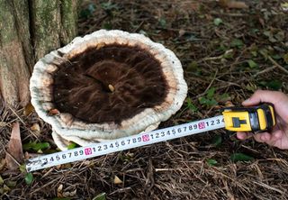 Fungo gigante e raro é encontrado em campus de universidade em Santa Catarina