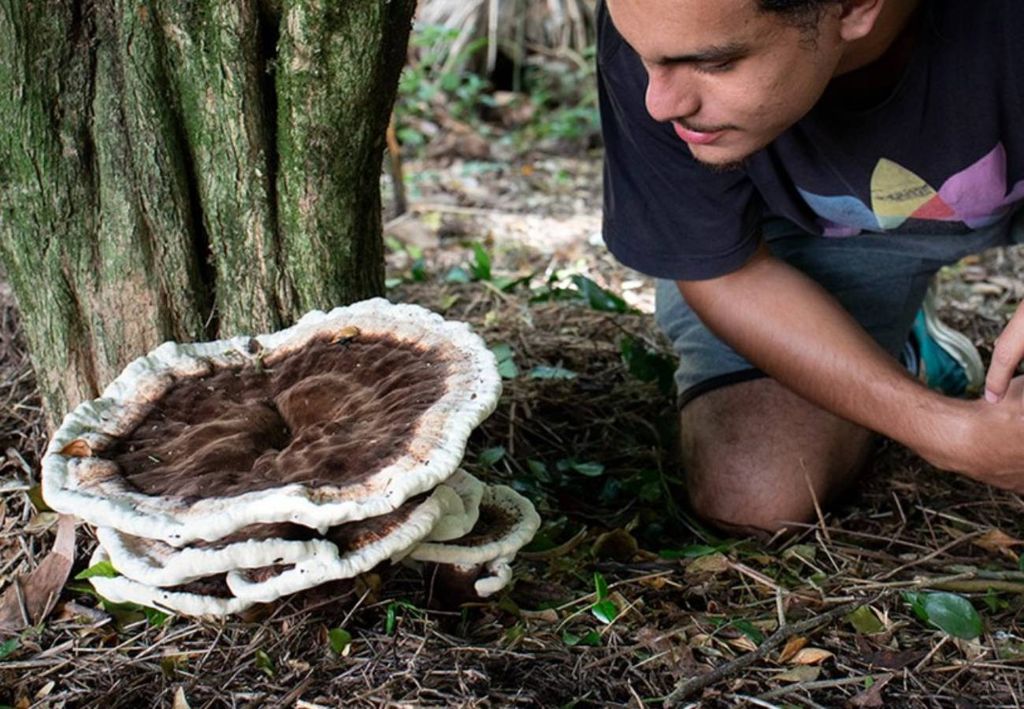 fundo da espécie Kusaghiporia talpae