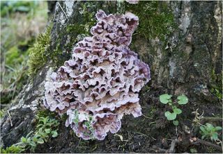 Fungo vegetal infecta um ser humano na Índia: é o primeiro caso relatado desse tipo!