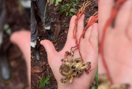 Fungo "zumbi" que inspirou The Last of Us &eacute; registrado pela primeira vez na Amaz&ocirc;nia