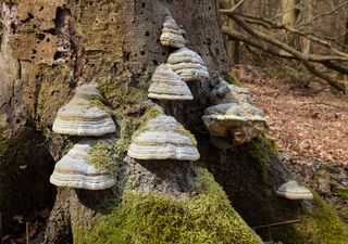 Researchers reveal surprising plastic-like properties of the tinder fungus