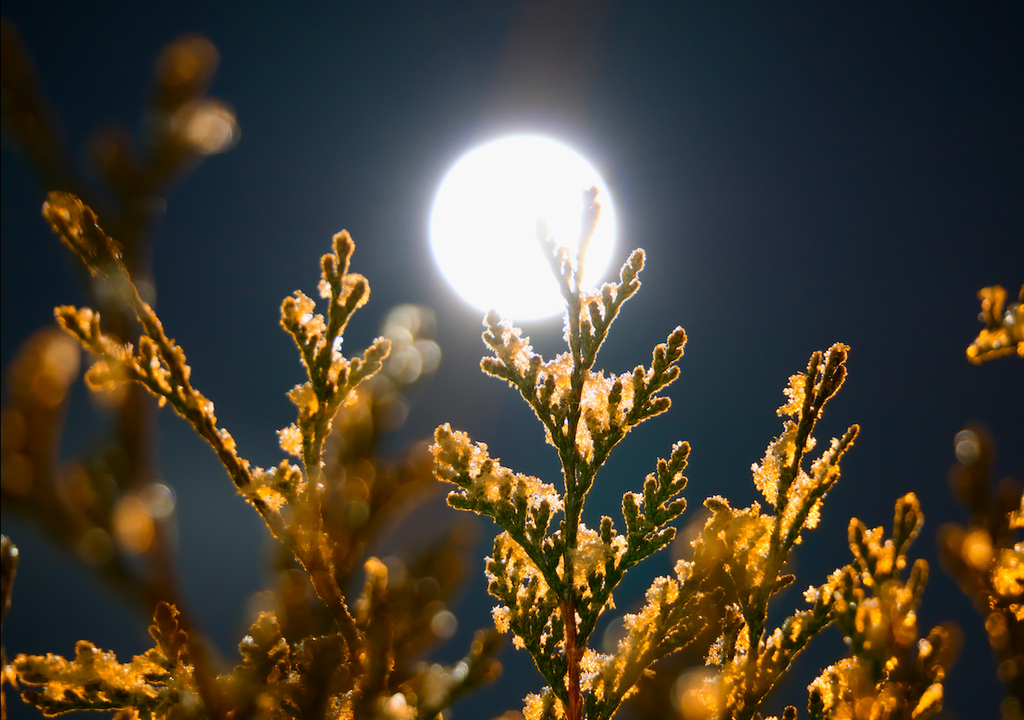 Winternacht, Supermond, Thuja-Zweige, Mondlicht
