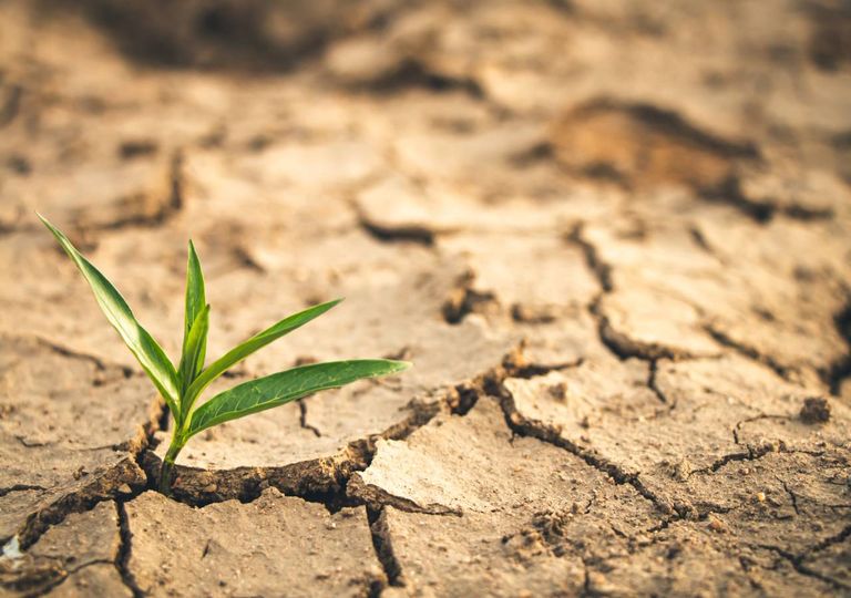 Seca e pequena planta Seca e pequena planta
