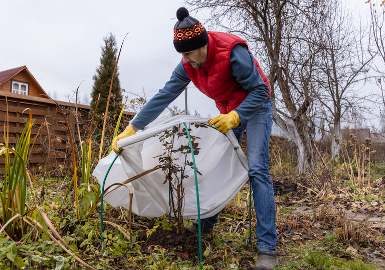 Trucos de jardiner&iacute;a: c&oacute;mo mantener sanas las flores resistentes incluso en el fr&iacute;o