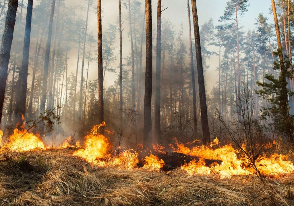 Incendio forestal Incendio forestal