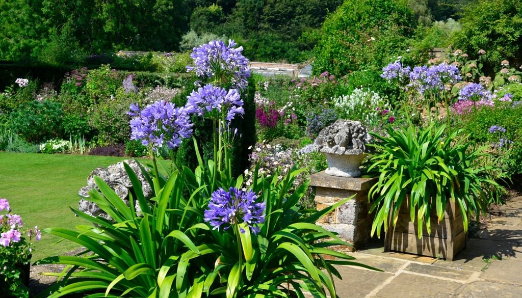 plantas Perfecto como planta de transición, el agapanthus ocupa el nivel intermedio con sus matas densas de hojas largas y arqueadas.