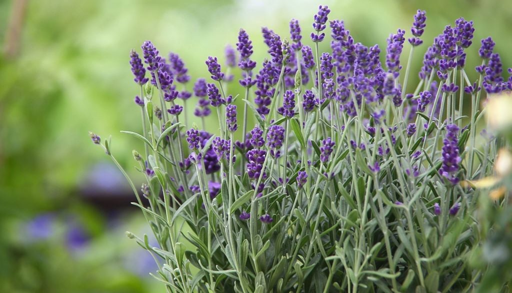 plantas Su follaje gris verdoso genera un contraste de textura diferente frente al verde oscuro habitual.