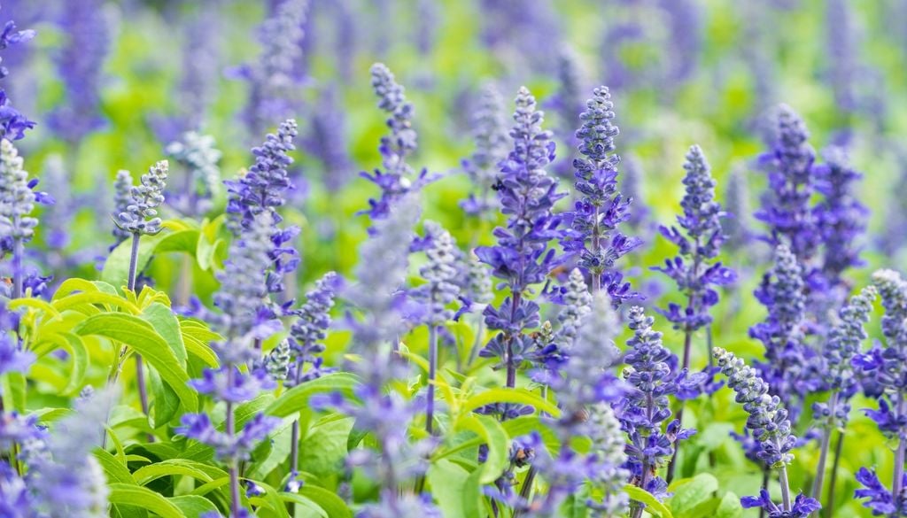 plantas Con sus flores de color azul profundo y cálices azul-violeta, la nativa Salvia guaranitica suma una pincelada intensa que atrae picaflores.