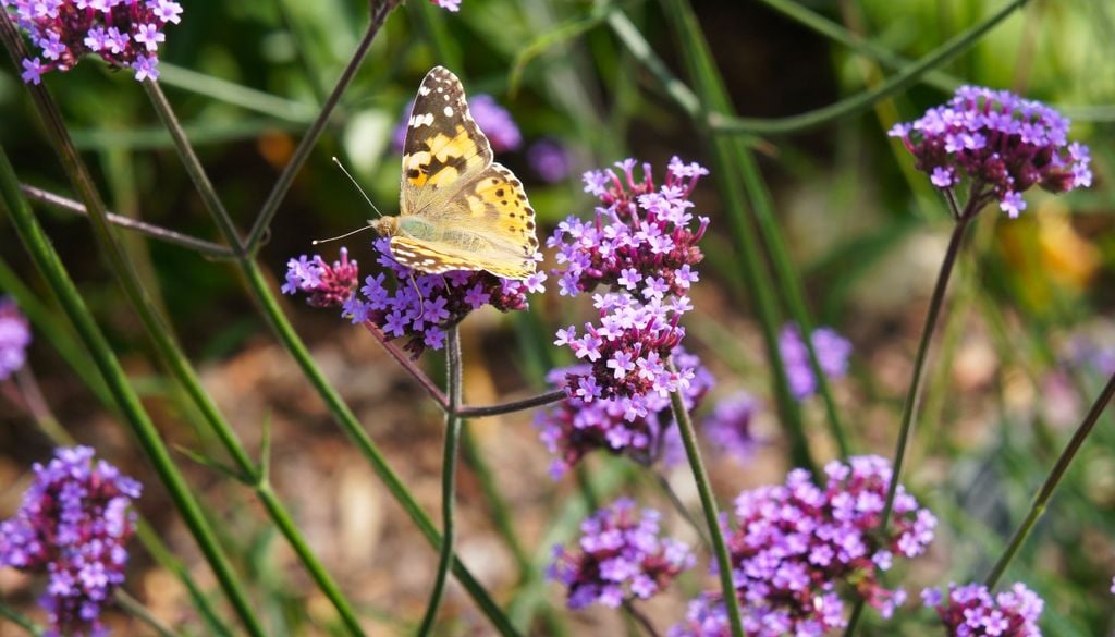 plantas Sus tallos delgados y sus inflorescencias lila-púrpura muy separadas se elevan durante verano y otoño.
