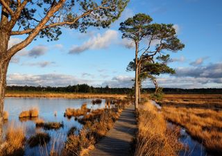 Gardeners in England to be banned from buying peat compost