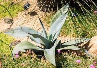 Gardeners experiment with alternative plants as climate change bites