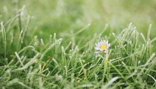 Gardeners warned mowing too late in autumn could damage their lawn for months