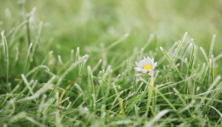 Gardeners warned mowing too late in autumn could damage their lawn for months