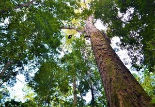Garimpo ilegal ameaça árvores gigantes da Amazônia: apenas 1 km da segunda maior árvore da região