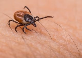 Garrapatas Hyalomma lusitanicum, una plaga incontrolable en Barcelona y Tarragona